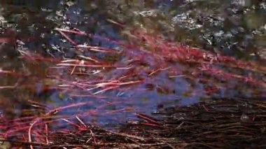 Kırmızı algler Eleocharis sp 'yi gösteriyor. Guadalaviar nehrinde kırmızı büyüyor, Teruel.