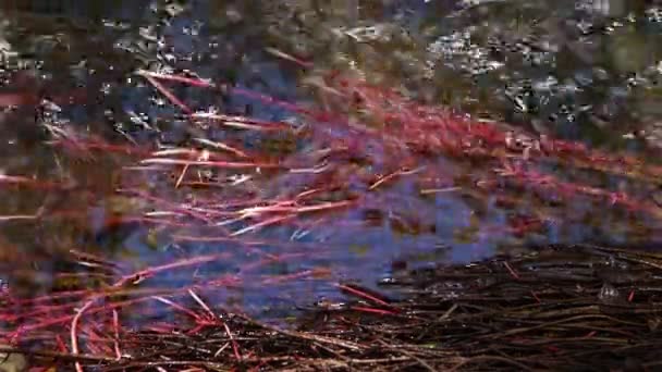 展示红藻的象形虫 生长在瓜达拉瓦尔河中的红色 — 图库视频影像