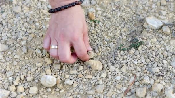 Kagylók Csigák Tengeri Fosszíliáinak Begyűjtése Amelyek Közvetlenül Cantavieja Teruel Aragon — Stock videók