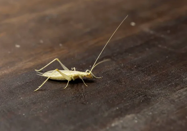 Espécime Isolado Macho Oecanthus Pellucens Nome Comum Cricket Árvore Italiana — Fotografia de Stock