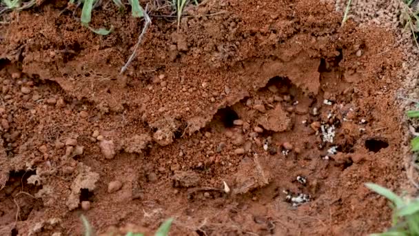 Mraveništi Mravenci Chrání Své Larvy — Stock video