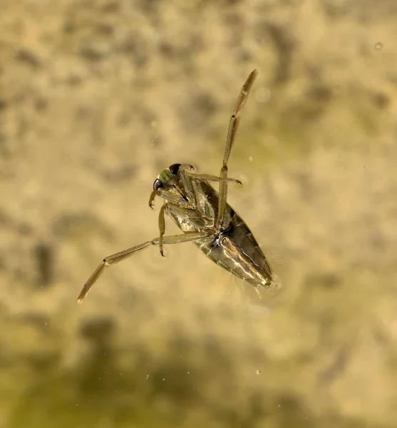 Notonectidae Hemiptera Familyasına Ait Kozmopolit Bir Böcek Familyasıdır — Stok fotoğraf
