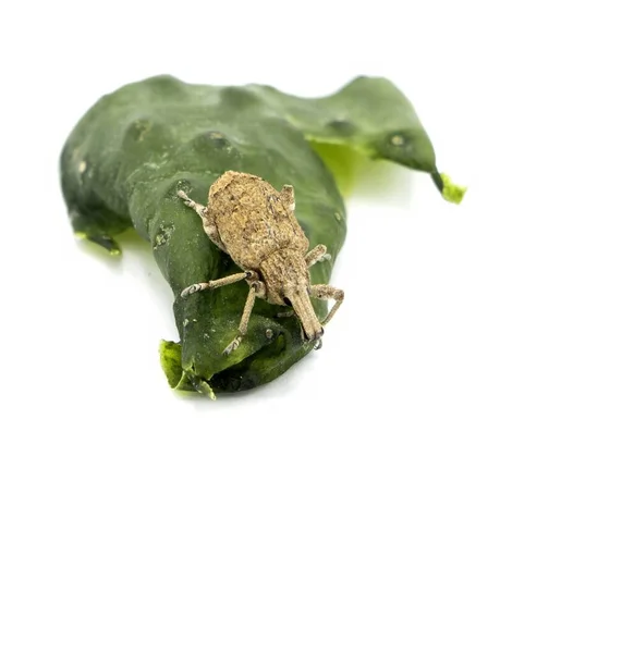 Vista Gonipterus Scutellatus Weevil Aislado Sobre Fondo Blanco Piel Pepino — Foto de Stock