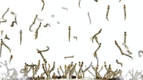 Veelvoud Van Muggenlarven Poppen Bewegen Zich Snel Het Water — Stockvideo
