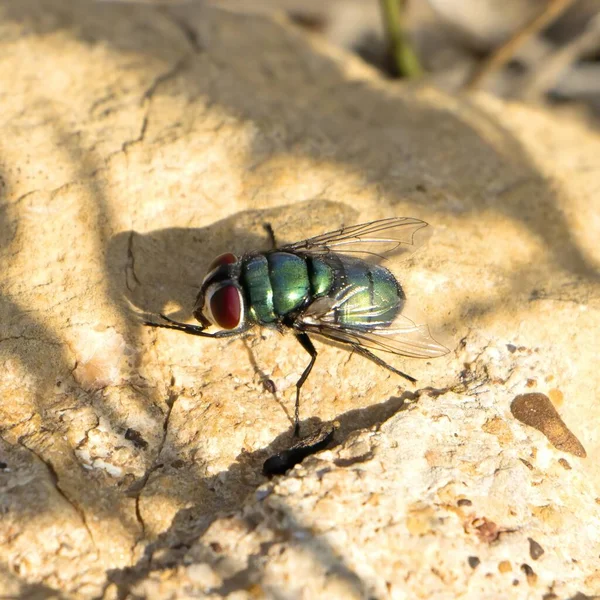 Voe Lucilia Caesar Calliphoridae Mosca Garrafa Verde Comum Seu Habitat — Fotografia de Stock