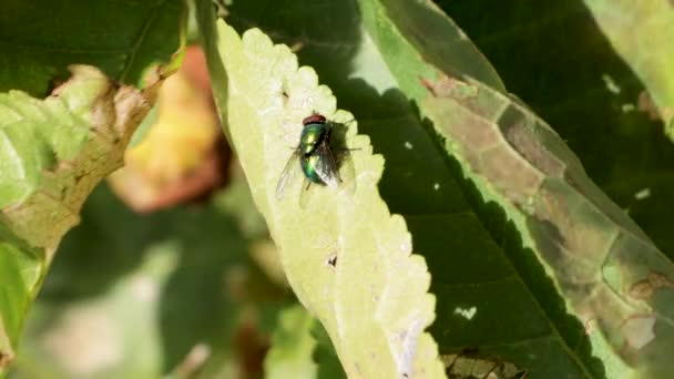 Vola Lucilia Caesar Calliphoridae Bottiglia Verde Comune Vola Nel Suo — Video Stock