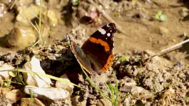 Vanessa atalanta kelebeği, yaygın adı Kızıl Amiral, doğal ortamında