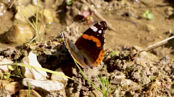 Motýl Vanessa Atalanta Běžné Jméno Červený Admirál Svém Přirozeném Prostředí — Stock video