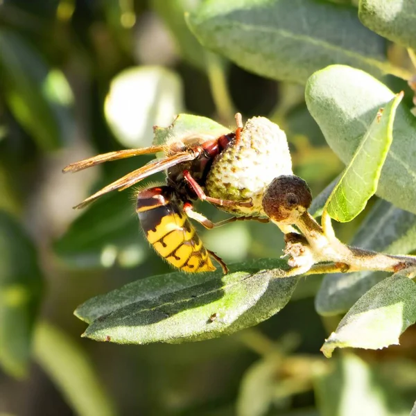 European Hornet Scientific Name Vespa Crabro Feeding Plants — Stockfoto