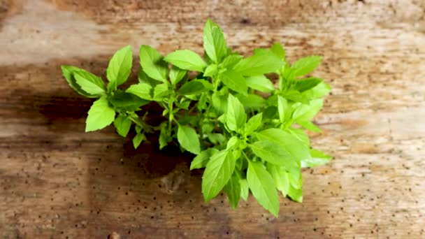 Hierba Aromática Especia Cocina Una Planta Albahaca Sobre Fondo Madera — Vídeos de Stock