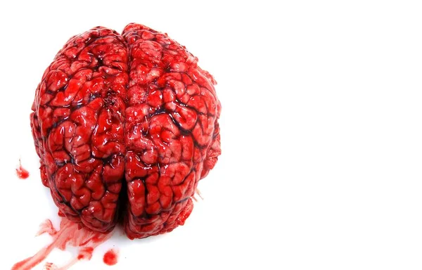 Ein Echtes Blutiges Menschliches Gehirn Isoliert Auf Weißem Hintergrund Stockbild