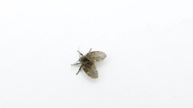 household drain fly, Clogmia albipunctata, bathroom moth midge, bathroom moth on white background