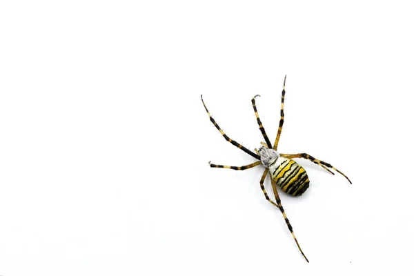 Een Grote Spin Argiope Bruennichi Een Spinnensoort Taxonomische Indeling Van — Stockfoto