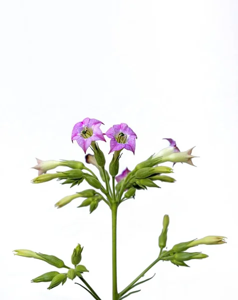 Imagem Vertical Das Flores Isoladas Planta Tabaco Sobre Fundo Branco — Fotografia de Stock