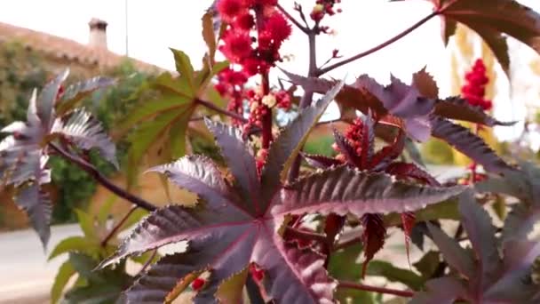 Bloemen Bladeren Van Plant Genaamd Ricinus Communis Ricinusboon Ricinusolie Plant — Stockvideo