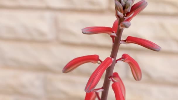 Flor Planta Cactus Aloe Variegata Gonialoe Variegata Nombre Común Tigre — Vídeos de Stock