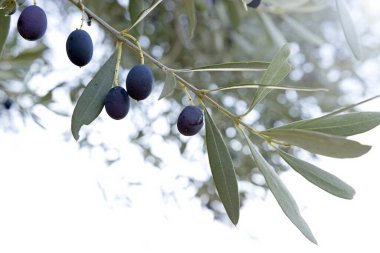 Kökeni Bajo Aragn, İspanya olan siyah zeytinli zeytin dalı