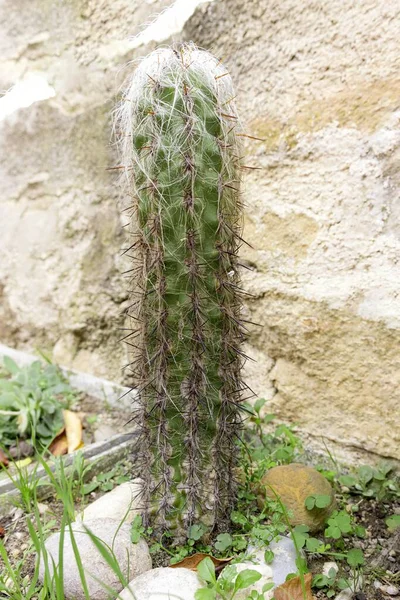Buiten Siercactus Verticaal Echinopsis Uyupampensis — Stockfoto