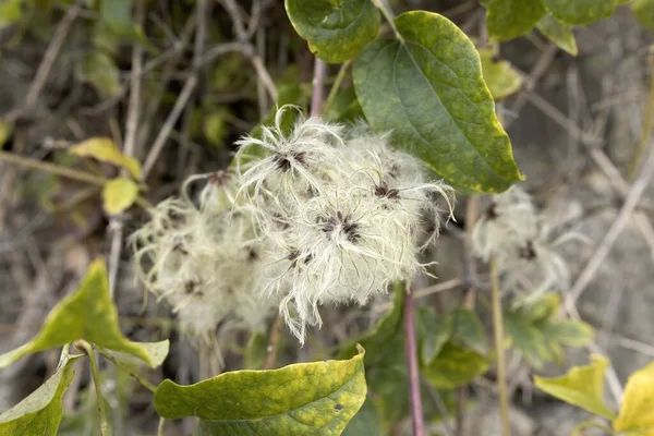 Bitkinin çiçeği Clematis Vitalba, Dilenci Herb, Clematide, Tırmanma Bitkisi