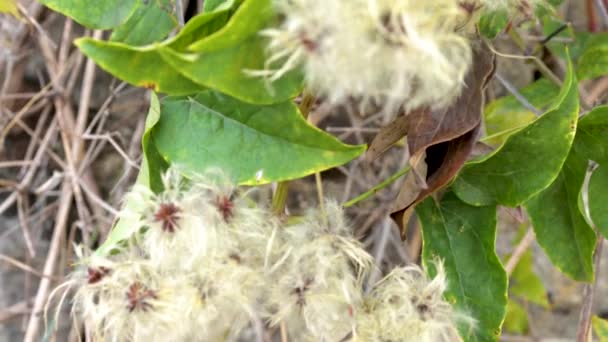 Flor Planta Clematis Vitalba Mendigos Hierba Clematida Planta Trepadora — Vídeo de stock