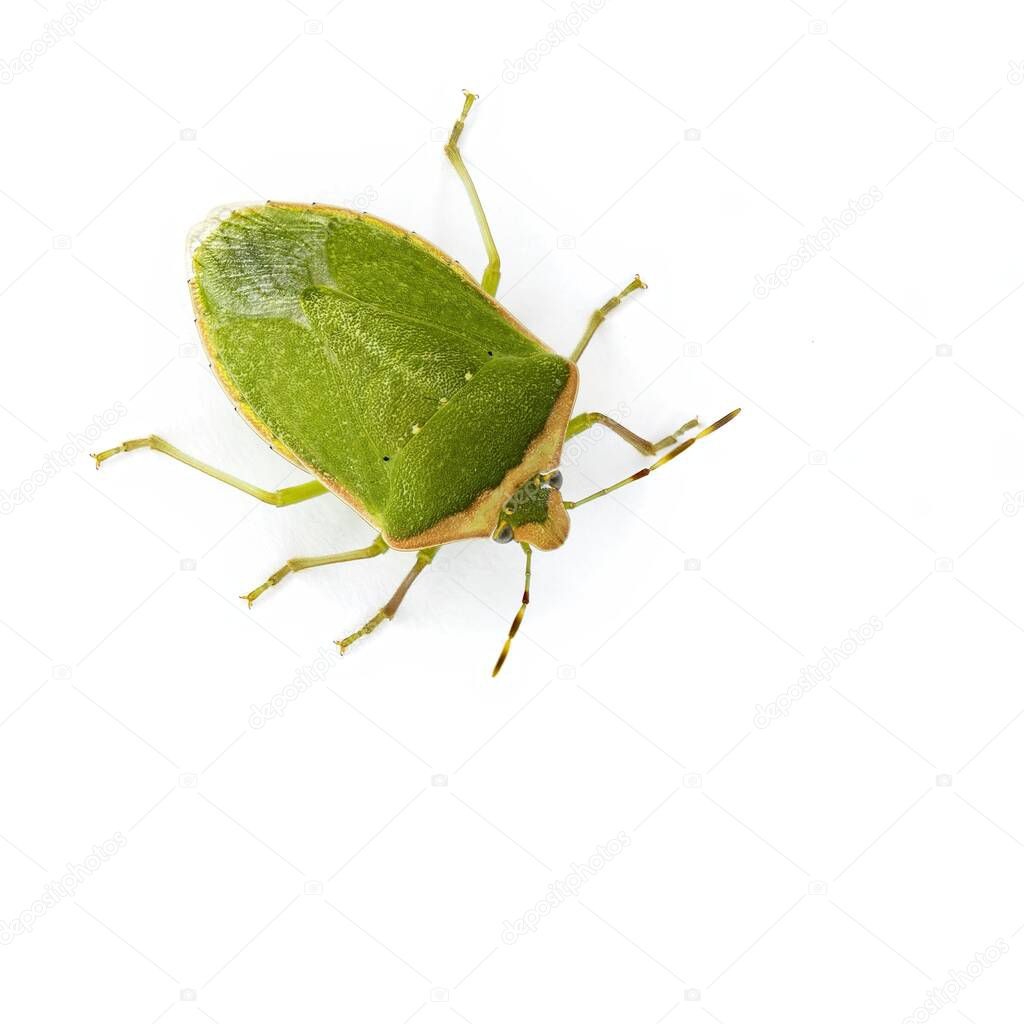 macro image of a southern green stink bug, scientific name is nezara viridula isolated on white background