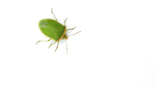 Southern Green Stink Bug Scientific Name Nezara Viridula Isolated White — Stock Video