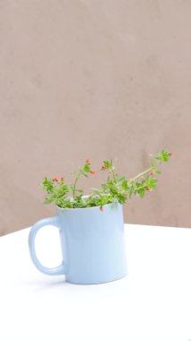 Dikey video, odaklan, mavi fonda turuncu çiçekli güzel bir bitki beyaz arka planda, minimalist video duvar kağıdı