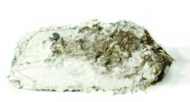  white and green mold growth on pork pate, shot on white background