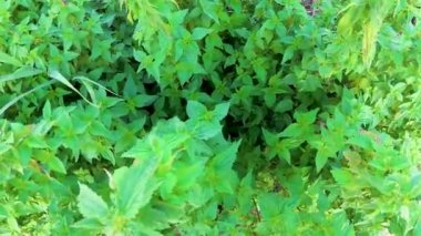 Some bushes of young nettles, seen from above
