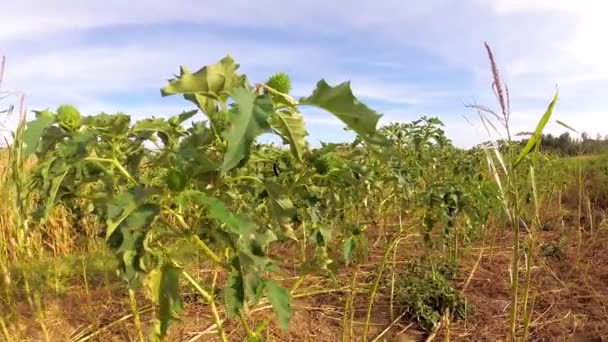 Дикие Молодые Растения Бурунганга Производители Фармакологического Вещества Скополамин Гиосцин — стоковое видео
