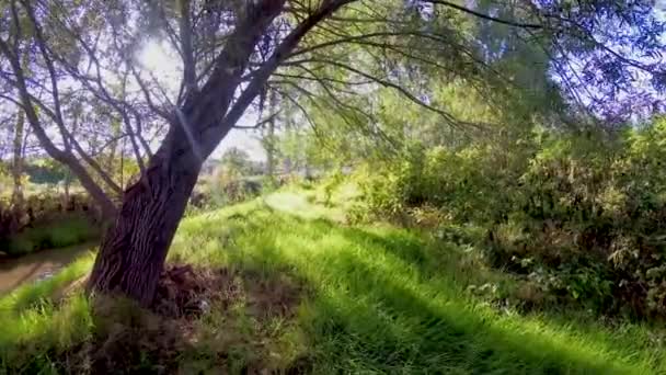 Прогулянка Заході Сонця Через Пейзаж Деревом Річкою Свіжою Зеленою Травою — стокове відео