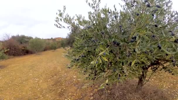 Typical Olive Tree Mediterranean Area Its Fruit Ready Pick Black — Stockvideo