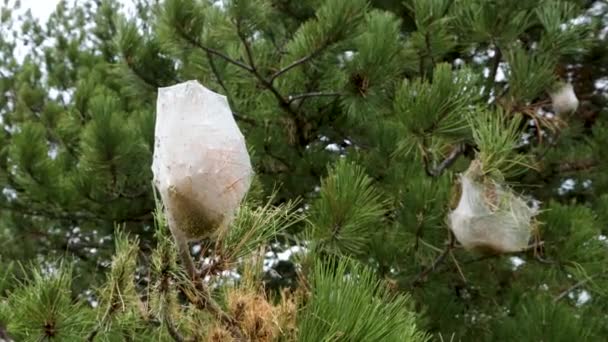 White Silk Nest Built Caterpillar Pine Processionary Hanging Branch Scientific — Vídeo de Stock