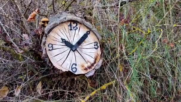 Uhr Mitten Der Natur Auf Einem Trockenen Baumstamm Gebaut Ist — Stockvideo