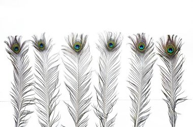  Bazı renkli tavus kuşu tüylerinin duvar kâğıdı beyaz arkaplanda izole edilmiş ve kopyalama alanı olan