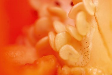 Makro fotoğrafçılık, kırmızı çan biberinin içindeki tohumlara odaklan, mutfak kağıdı.