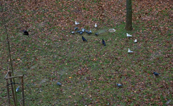 Doves Crows Search Food Grass Autumn Day Bowl Water Birds — Stock Photo, Image