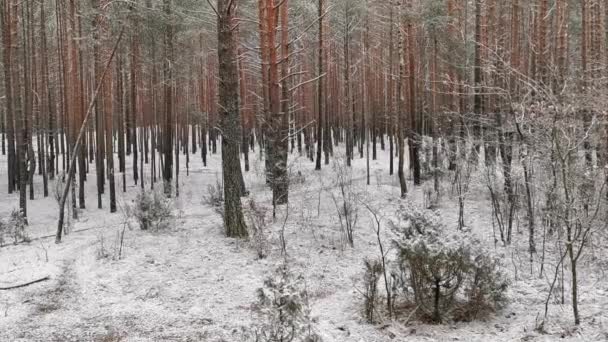 Winter Scene Het Bos Bomen Sneeuw — Stockvideo