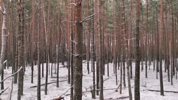 Cena Inverno Floresta Árvores Neve — Vídeo de Stock