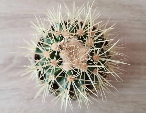 Close Needles Cactus — Stock Photo, Image