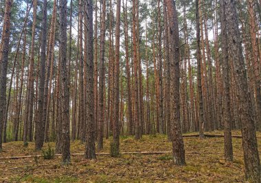  İlkbaharda ormandaki ağaçlar
