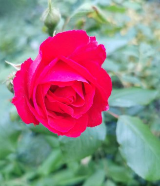 Bahçedeki kırmızı bir gül çiçeğine yakın çekim