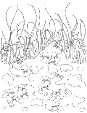 Yetişkin için karınca renklendirme sayfası