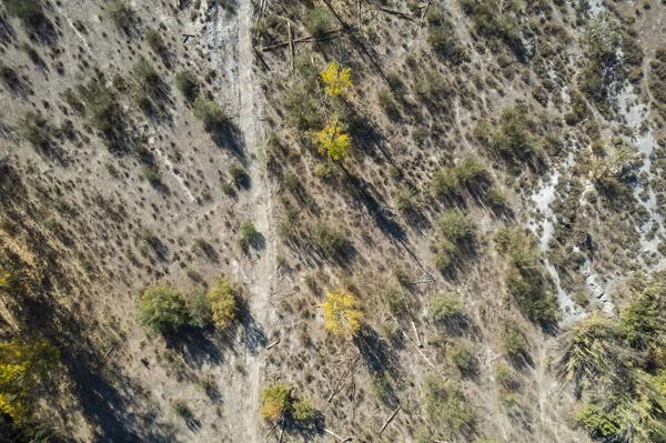 Tiro Aéreo Campo Com Árvores Arbustos Árvores Têm Folhas Amarelas — Fotografia de Stock