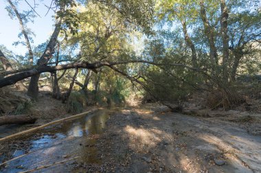 Güney İspanya 'da kavak ağaçları, devrilmiş ağaç gövdeleri, su geçitleri olan bir nehir, çalılar, gökyüzü berrak.