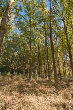 Güney İspanya 'da kavak ağaçları, yere saçılmış kuru yapraklar, yerde çimenler var.