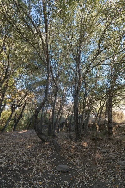 Floresta Álamo Sul Espanha Folhas Secas Espalhadas Chão Grama Chão — Fotografia de Stock