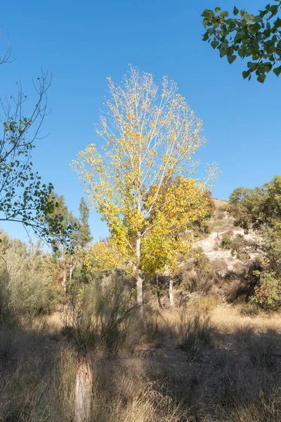 Bomen Een Berggebied Zuid Spanje Populier Heeft Gele Bladeren Zijn — Stockfoto