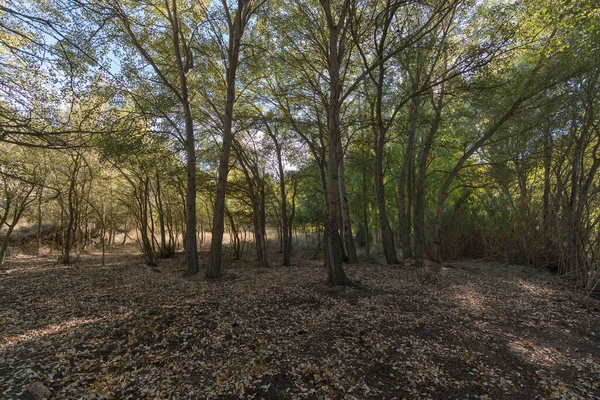 Populier Bos Zuid Spanje Zijn Droge Bladeren Verspreid Grond — Stockfoto