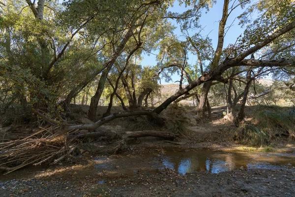 Bosque Álamo Sur España Hay Troncos Árboles Caídos Río Con —  Fotos de Stock